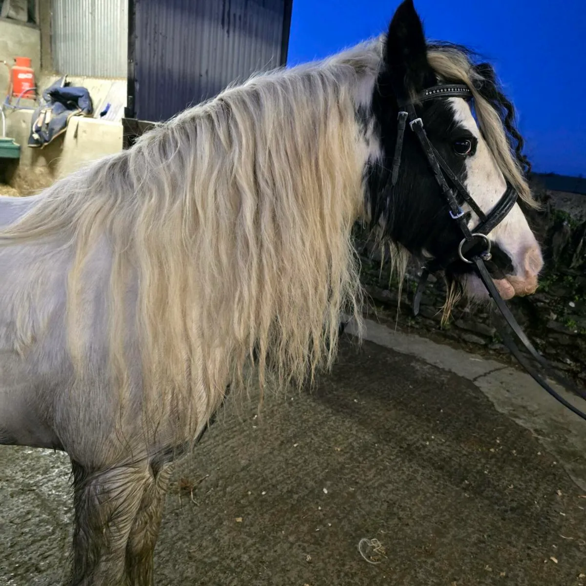 Cracking little cob - Image 4