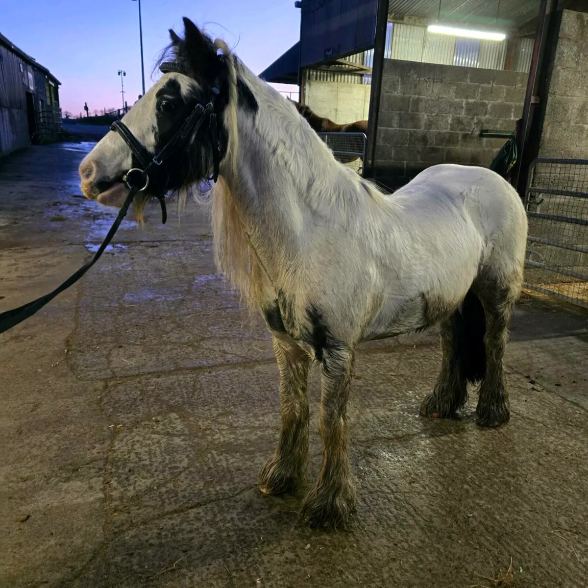 Cracking little cob - Image 1