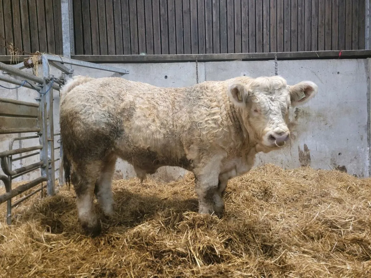 PBR Charolais bull - Image 2
