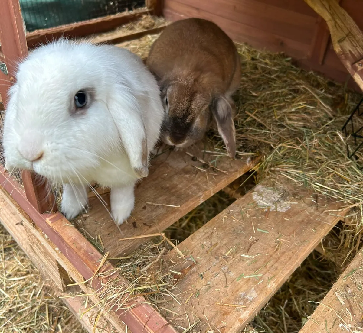 Rabbits