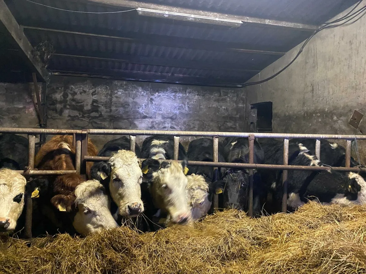 10 whitehead heifers for sale - Image 2