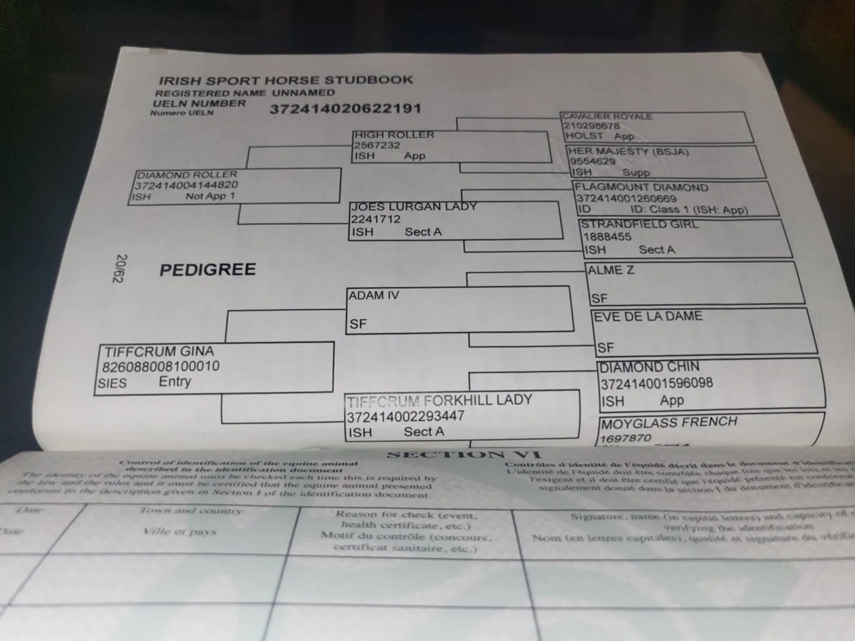 5yo bay gelding - Image 3