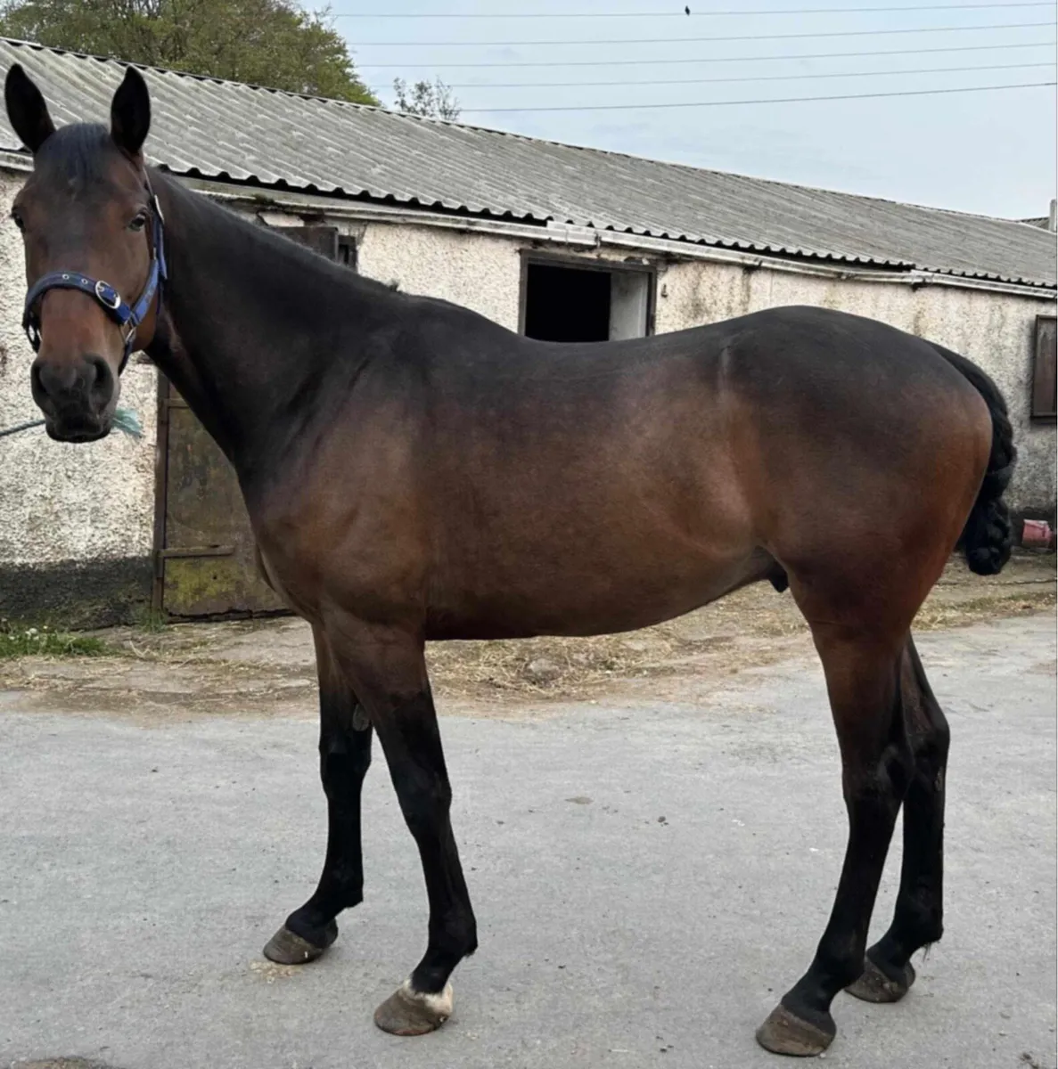 5yo bay gelding - Image 2