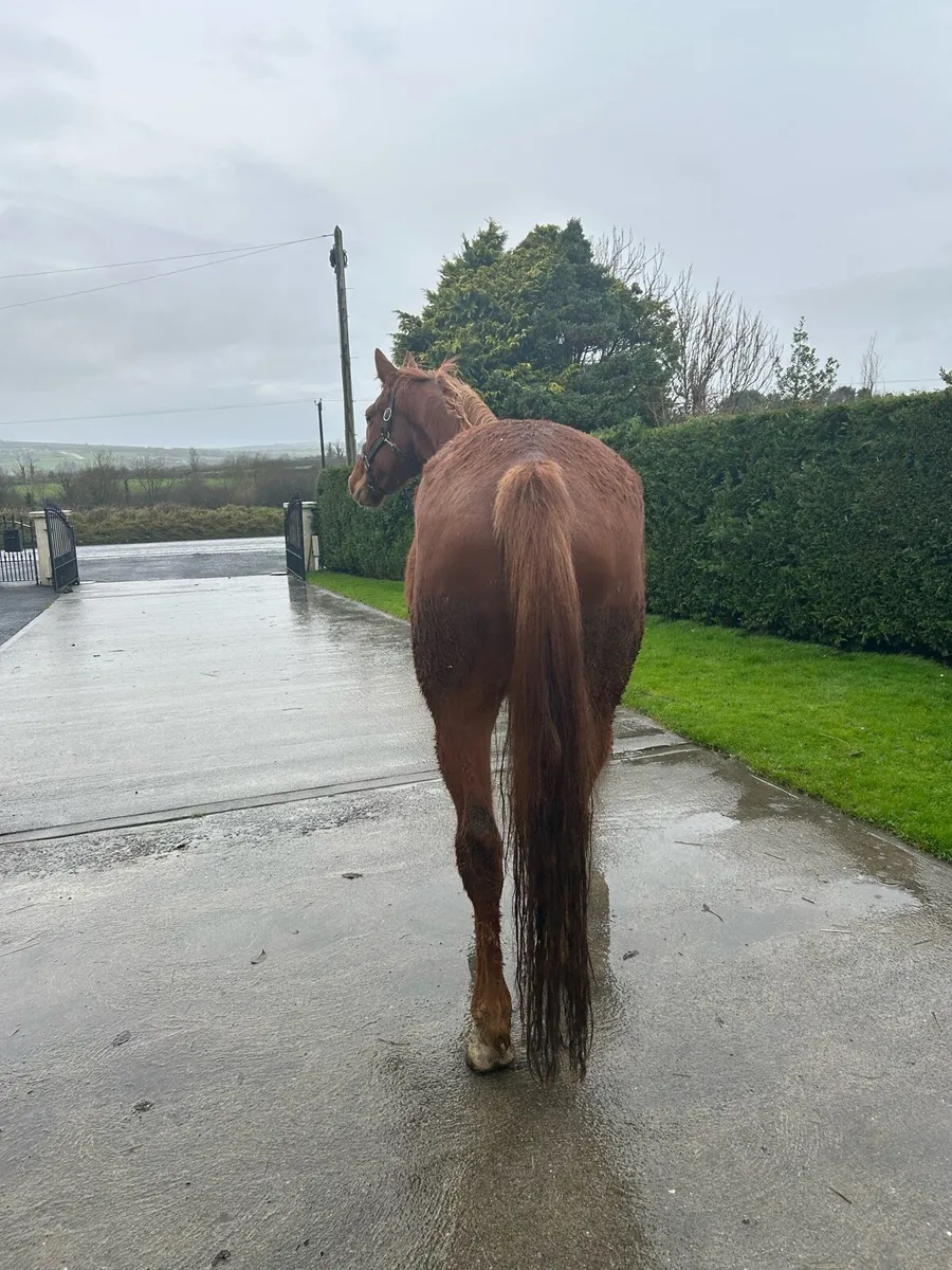 Traditional Irish Breed ISH - Image 4