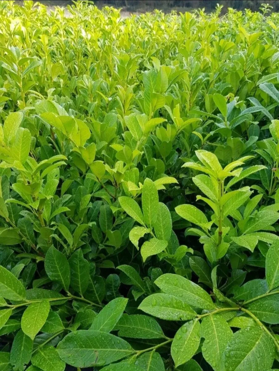 Laurel Hedging - Image 4