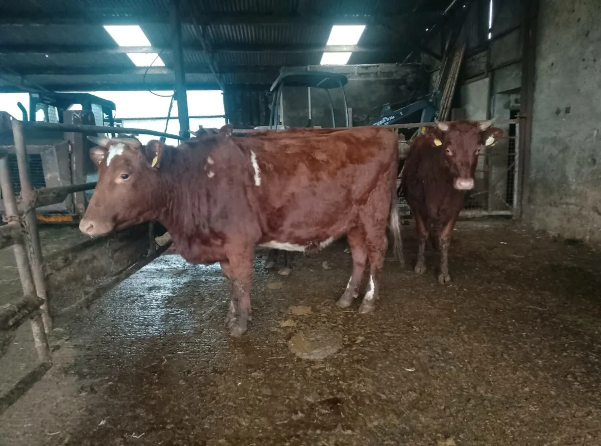 Organic dairy shorthorn heifers - Image 3