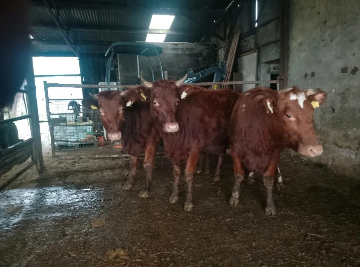 Organic dairy shorthorn heifers - Image 4