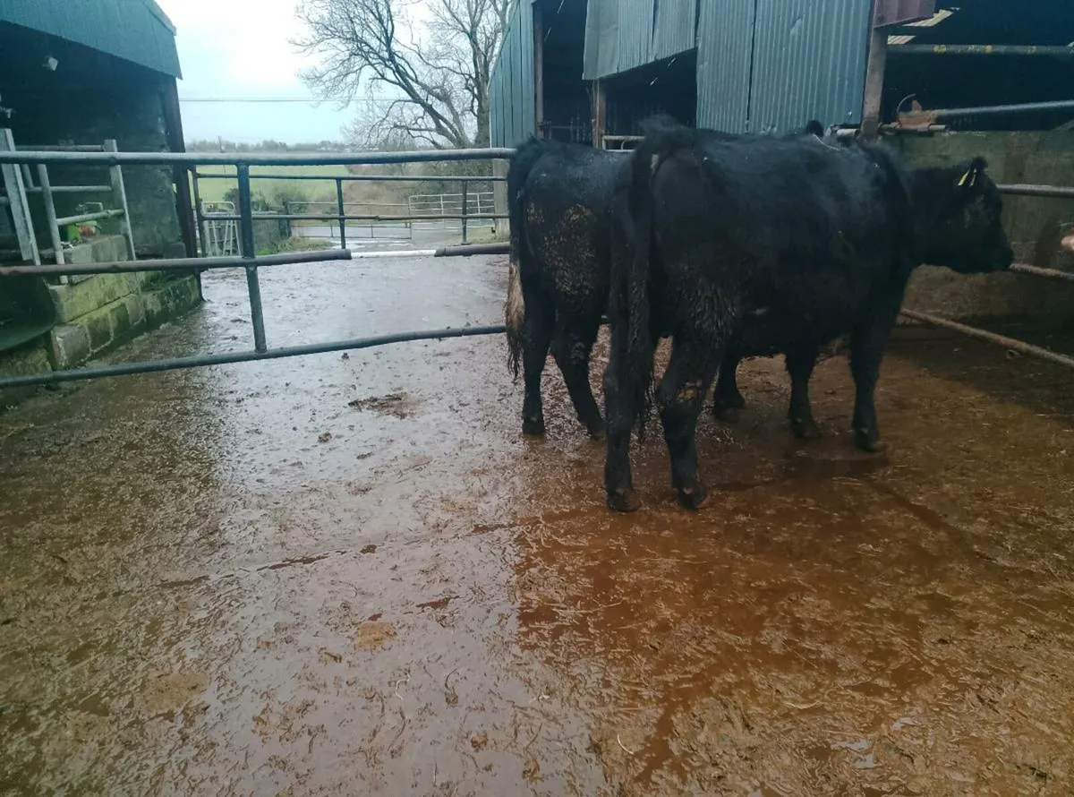 Organic Angus in calf heifers - Image 1