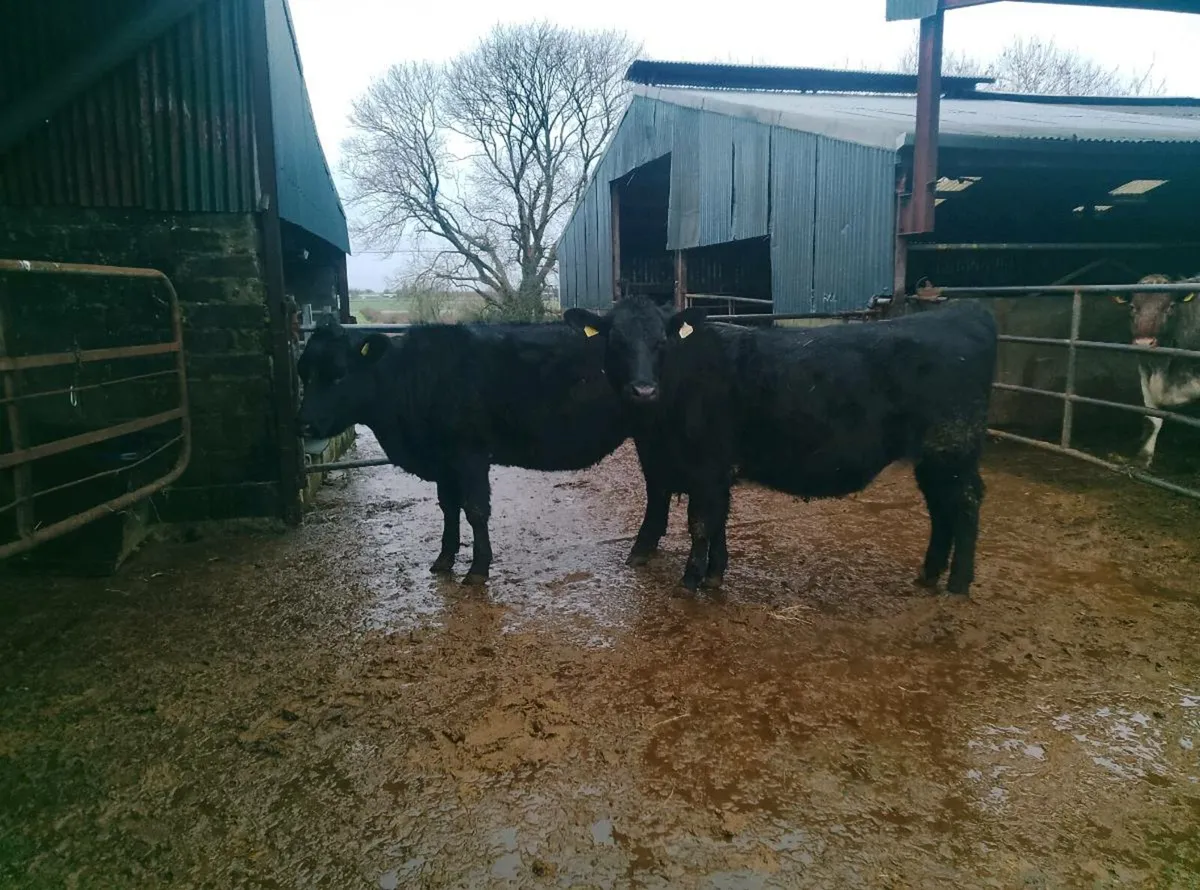 Organic Angus in calf heifers - Image 3