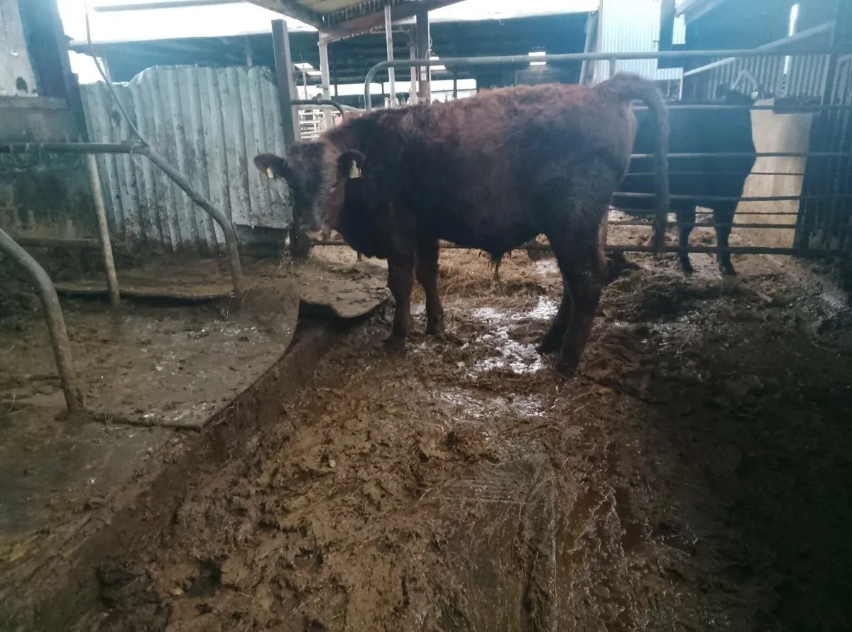 Organic Limousin x weanling Bulls - Image 1