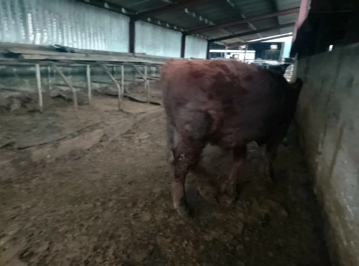 Organic Limousin x weanling Bulls - Image 2