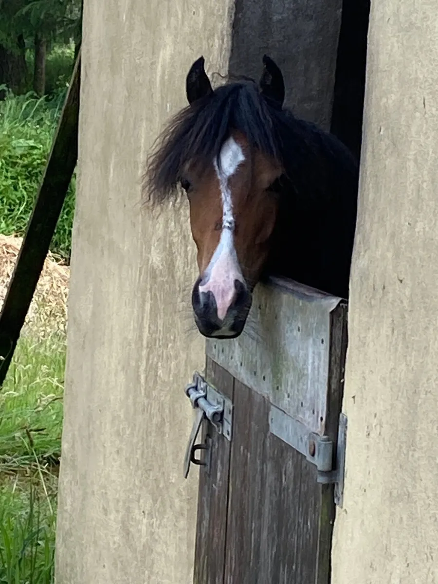 Welsh sec c 2 year old  filly - Image 2