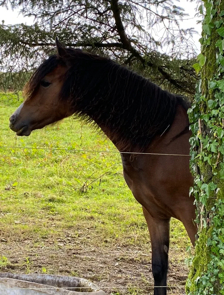 Welsh sec c 2 year old  filly - Image 3