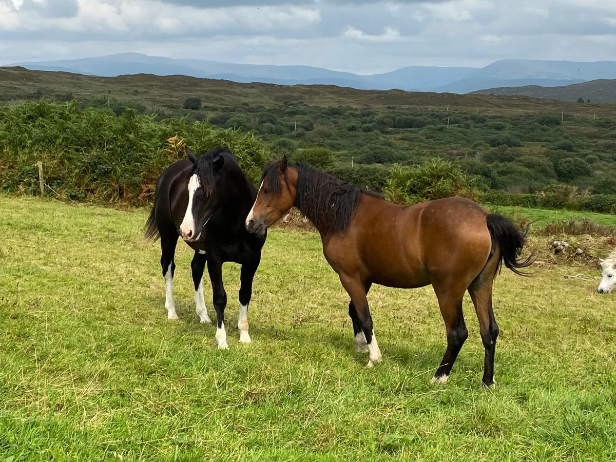 Welsh sec c 2 year old  filly - Image 4