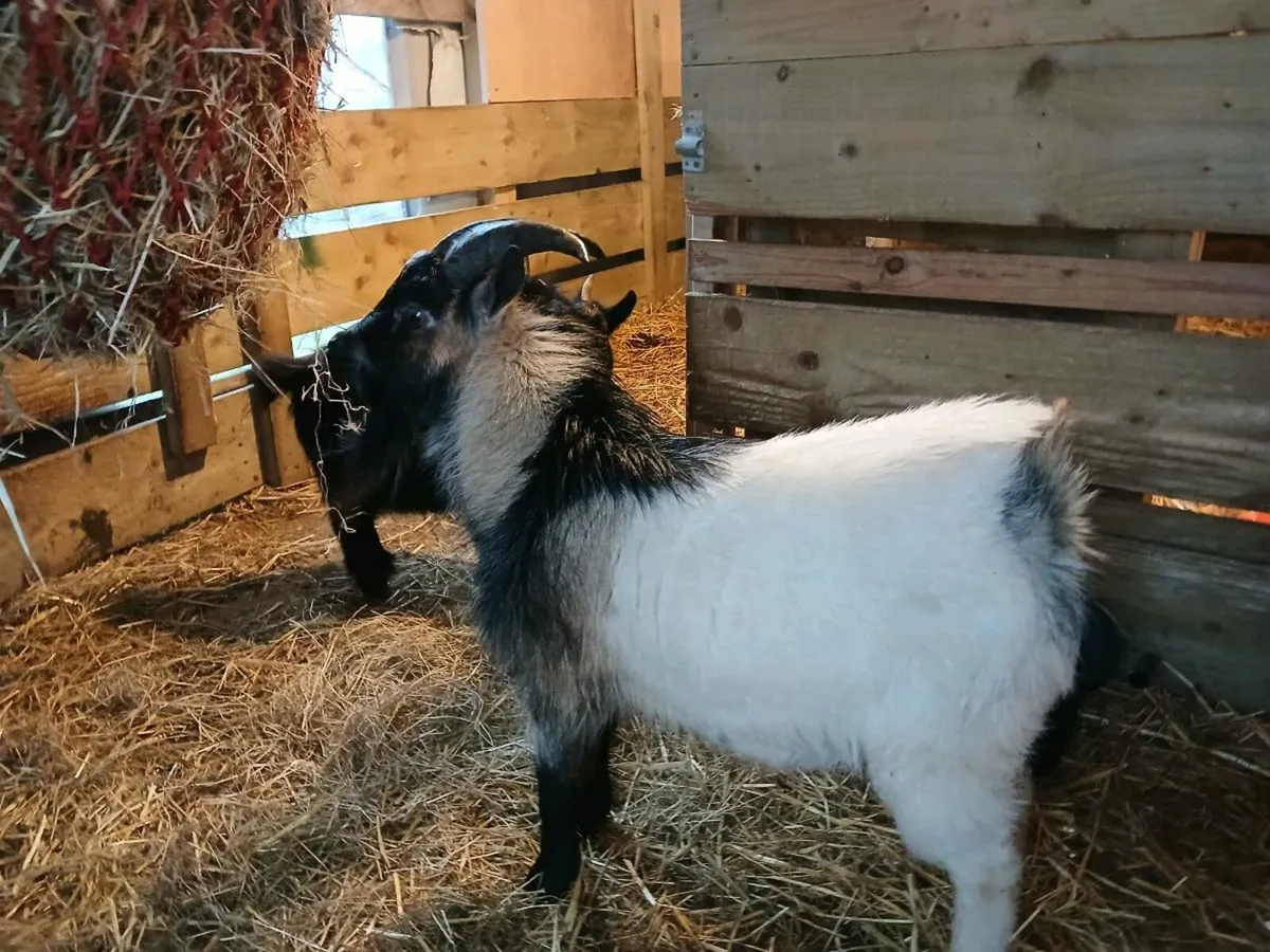 PYGMY BUCK SERVICE FOR STUD - Image 2