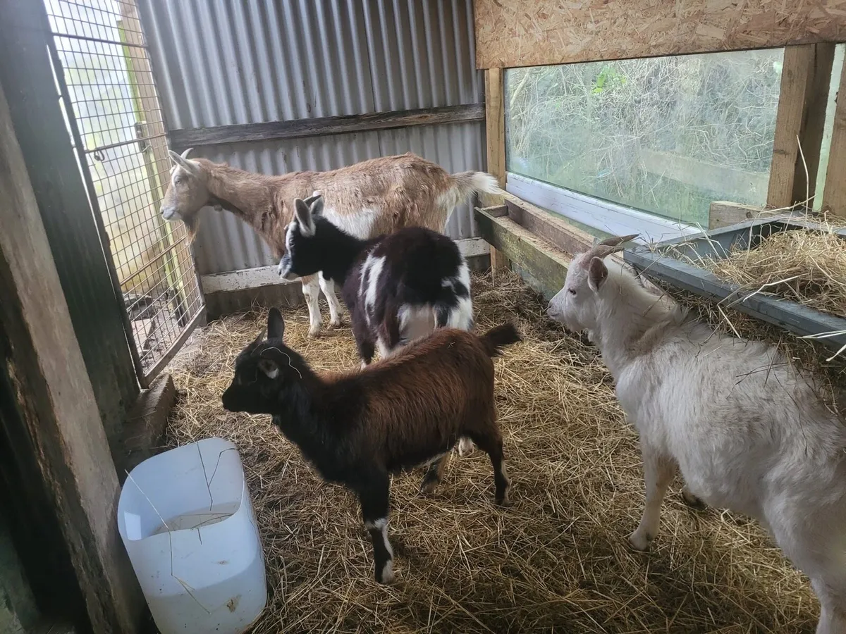 Goats - Image 1