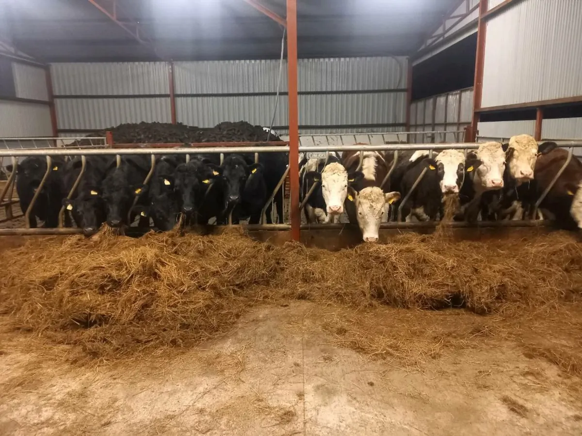 Silage/haylage      15 bales