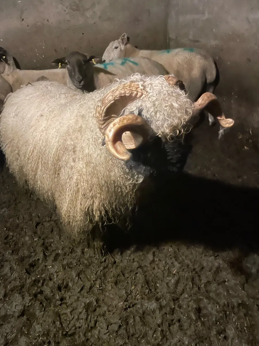 Valais black nose ram - Image 1