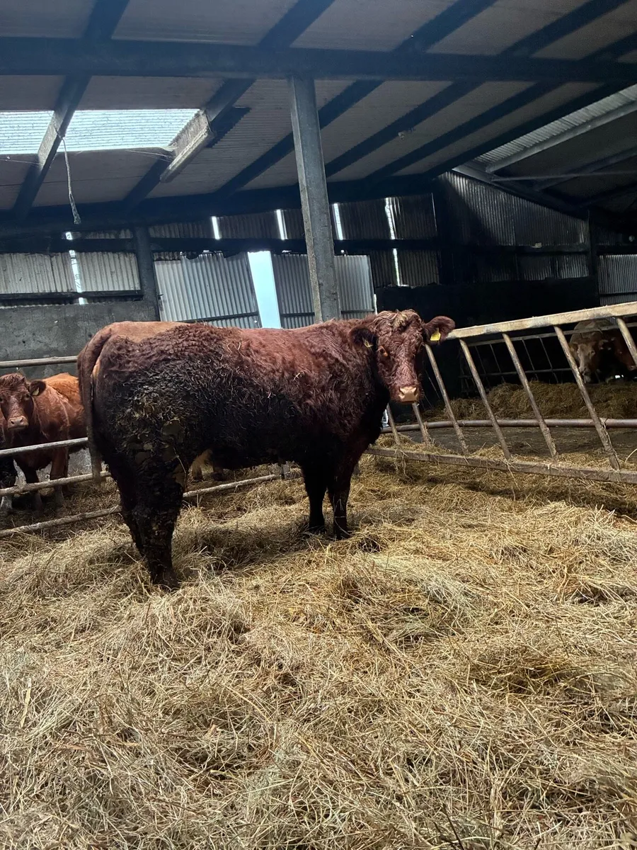 ⭐️Springers⭐️ - Image 3