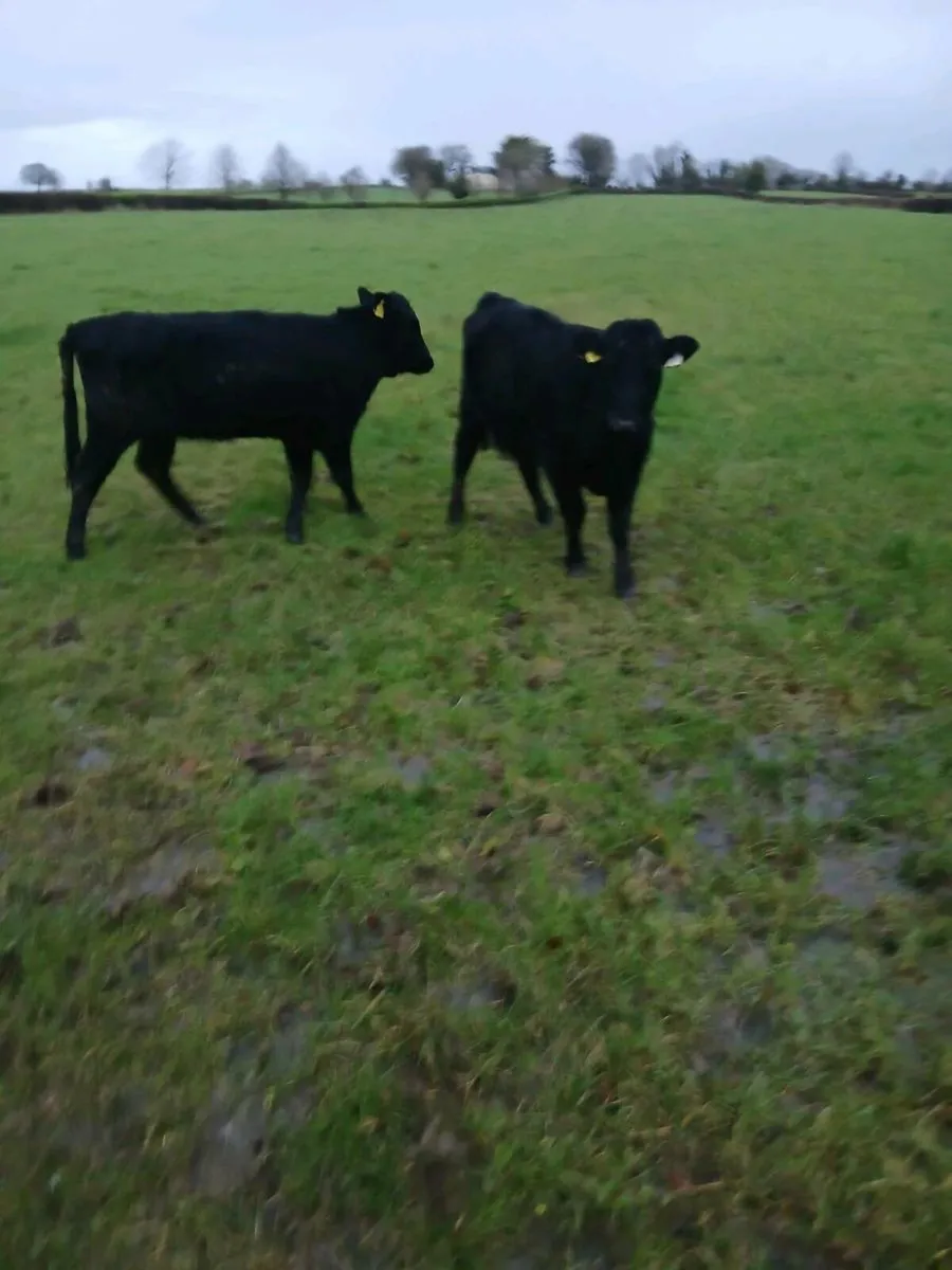 Weanling Heifers - Image 1