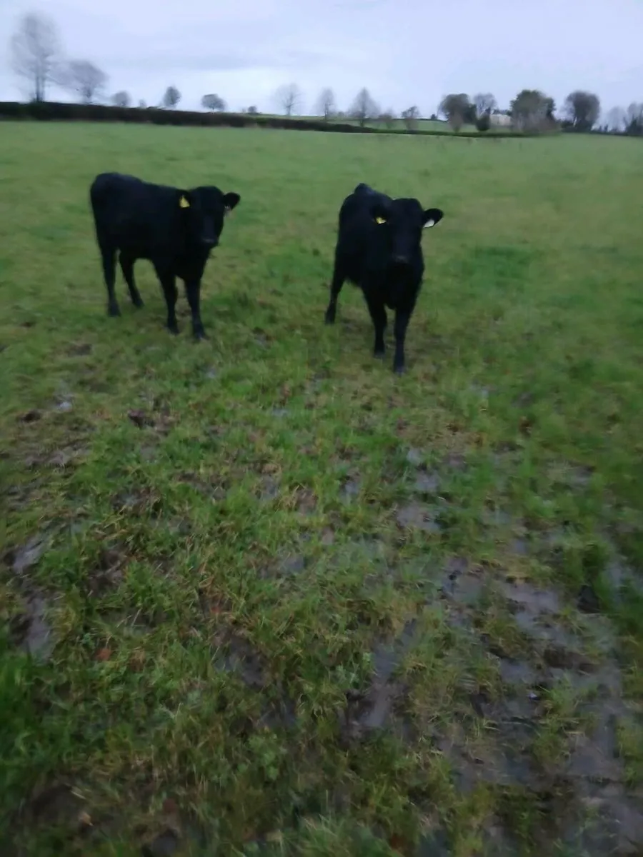 Weanling Heifers - Image 2