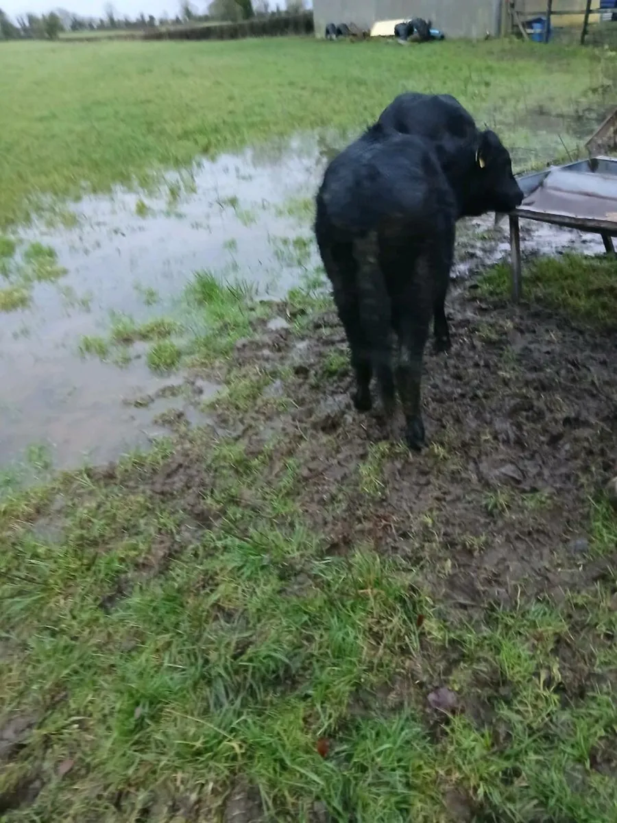 Weanling Heifers - Image 4