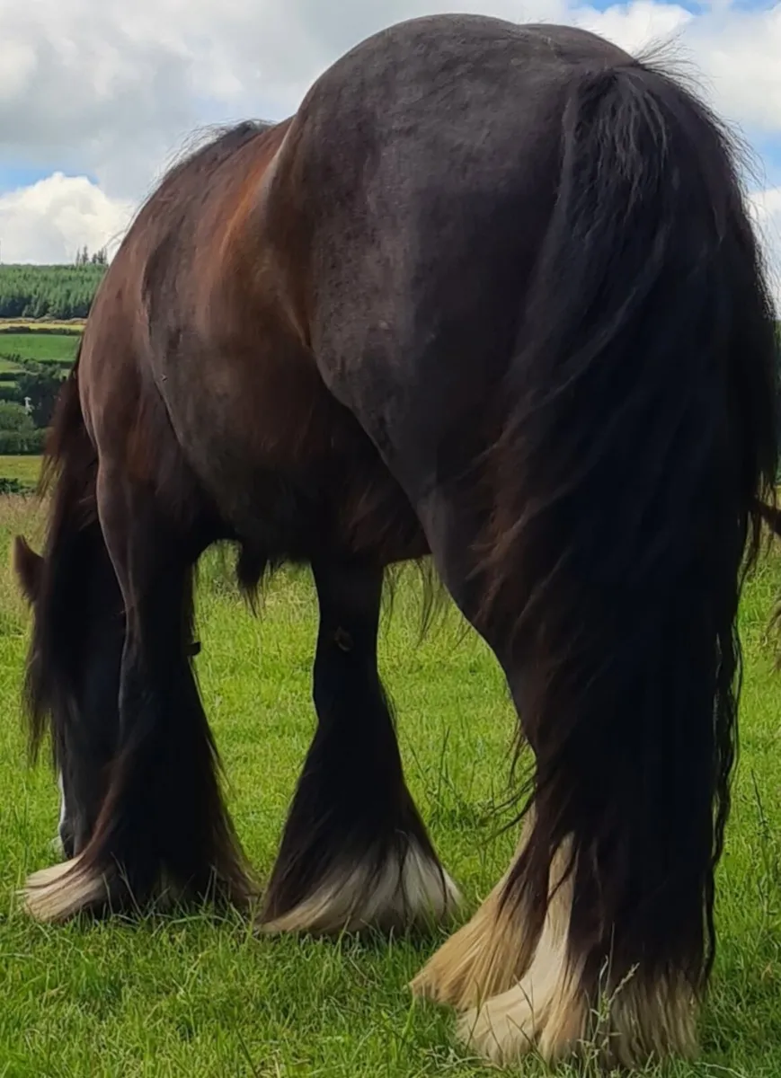 Bay cob mare for sale - Image 2