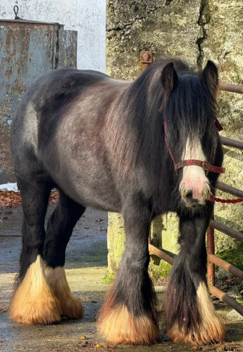 Bay cob mare for sale - Image 3