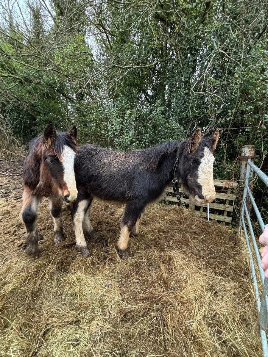 2 heavy fillys - Image 3