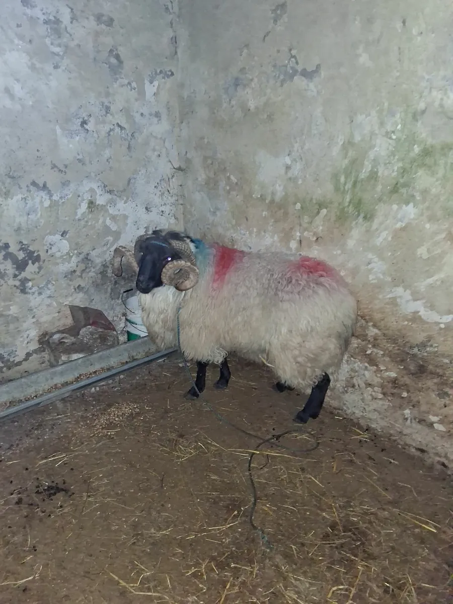 Blackface mountain ram - Image 1