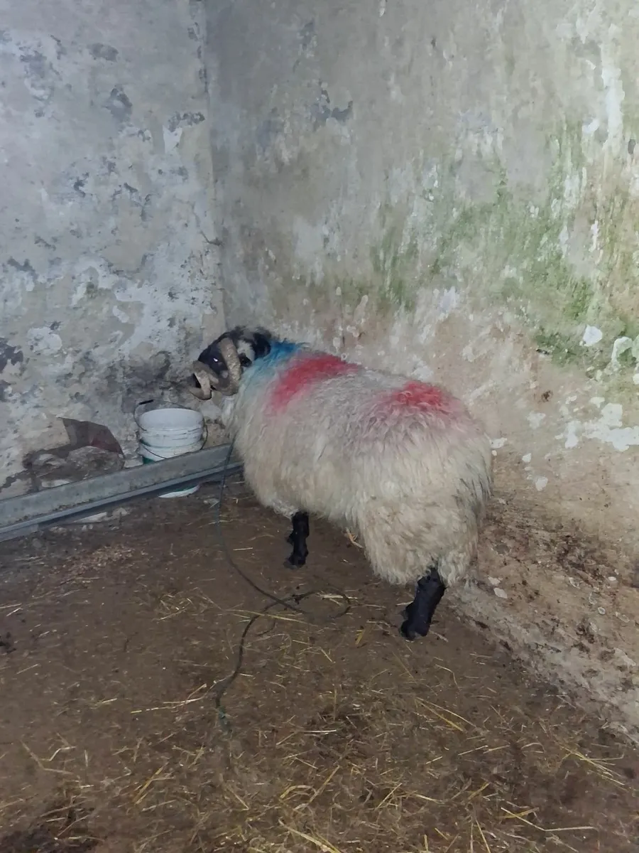 Blackface mountain ram - Image 2