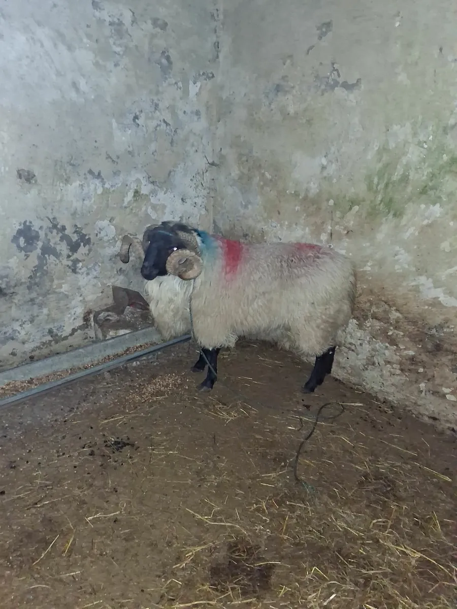 Blackface mountain ram - Image 4