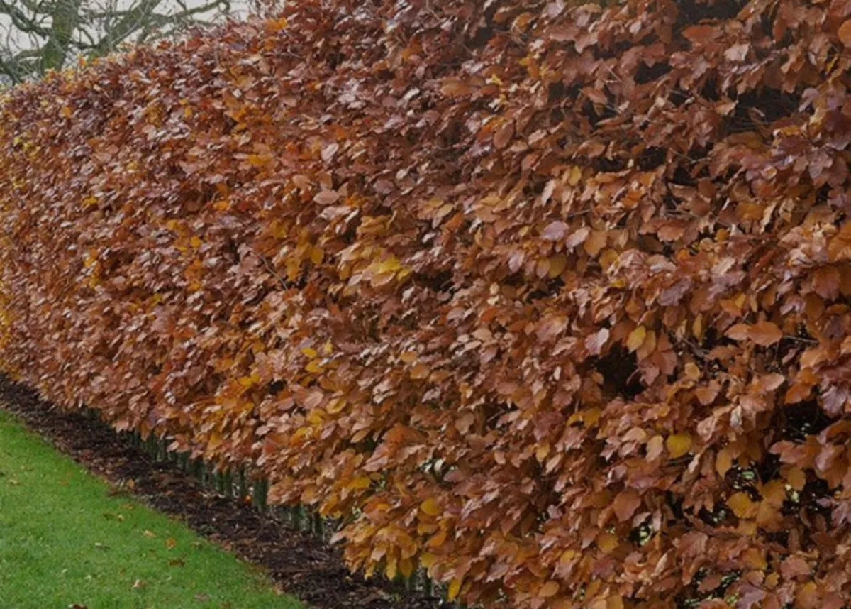 Bareroot Hedging - Image 1