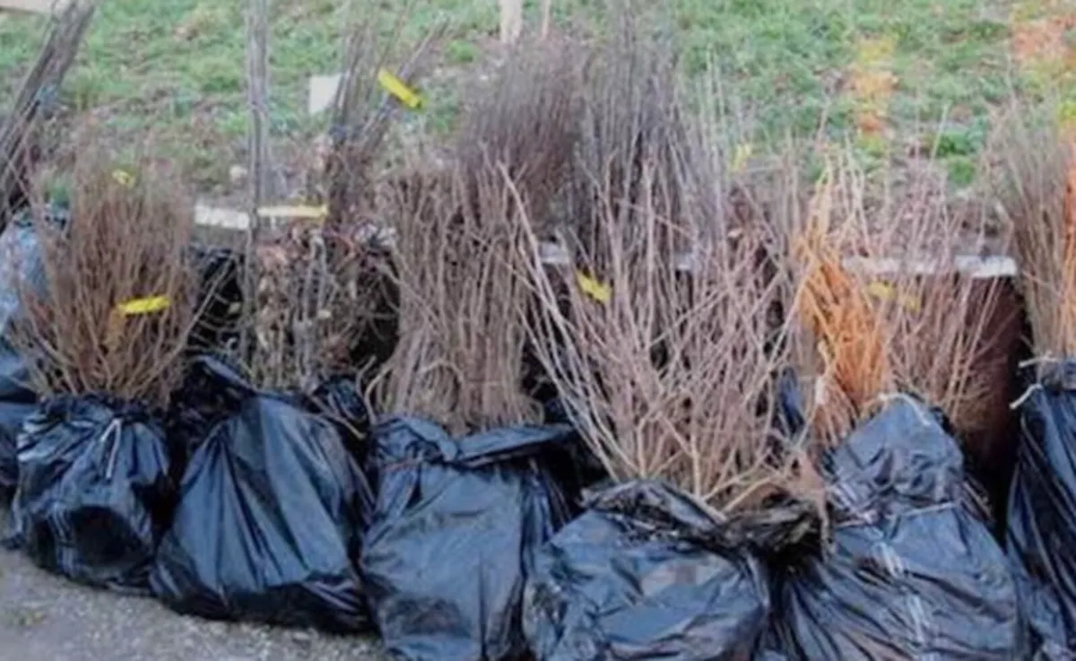 Bareroot Hedging - Image 2