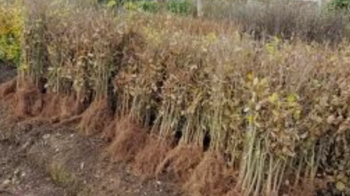 Bareroot Hedging - Image 3
