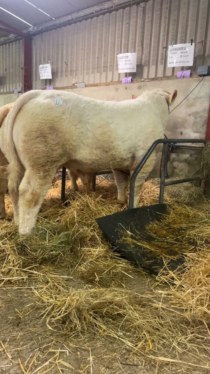 Charolais Bull - Image 1