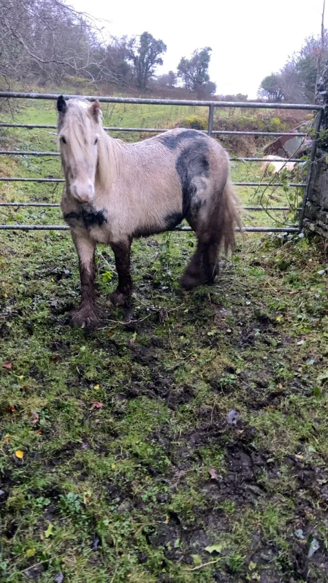 Cob pony - Image 1