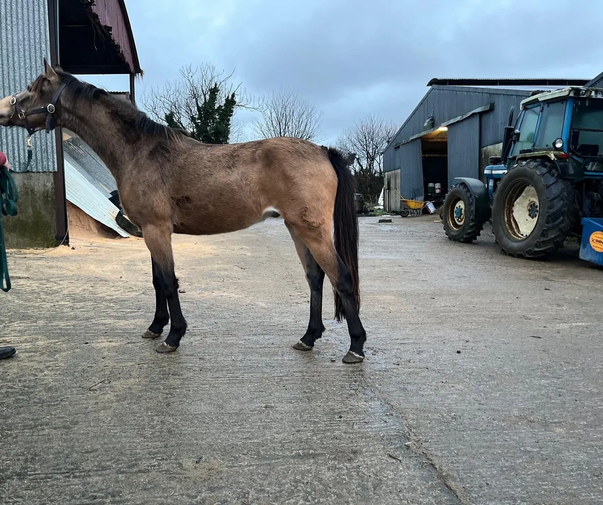 14-2’s for sale - Image 4