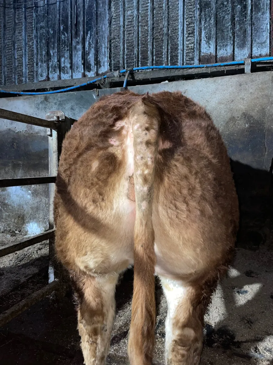 Pedigree Limousin Bulls - Image 4