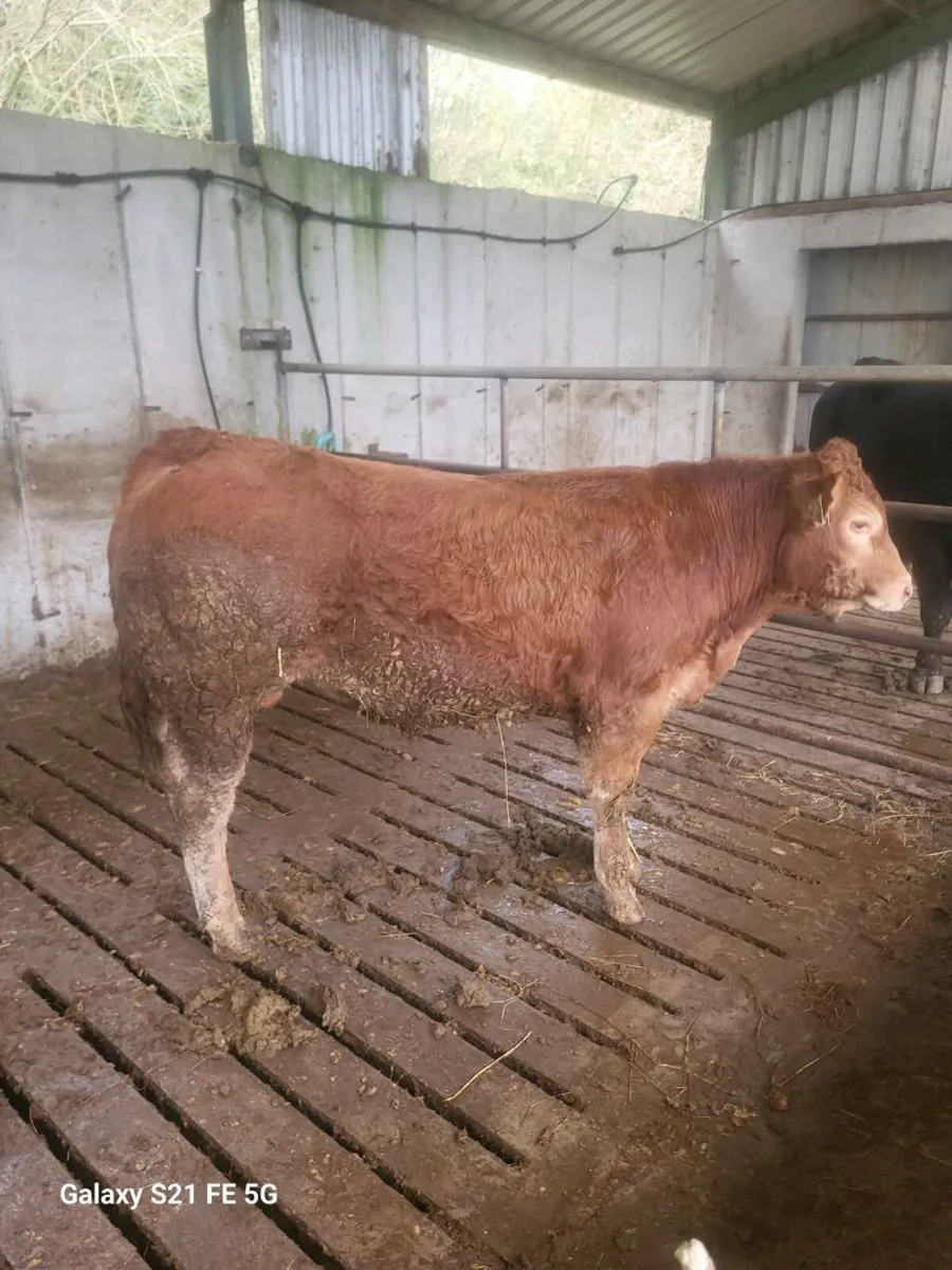 PBR Limousin bull - Image 1