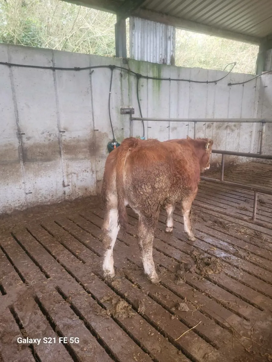 PBR Limousin bull - Image 2