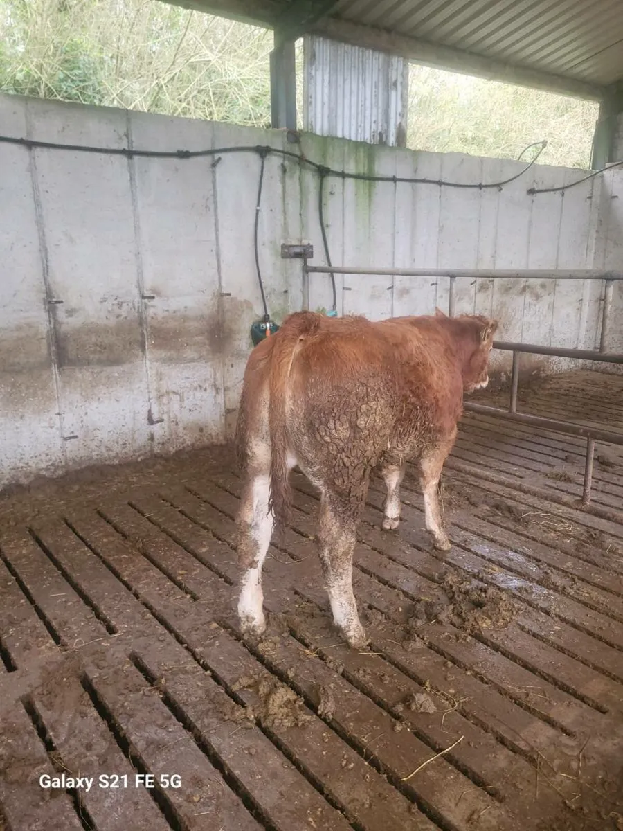 PBR Limousin bull - Image 4