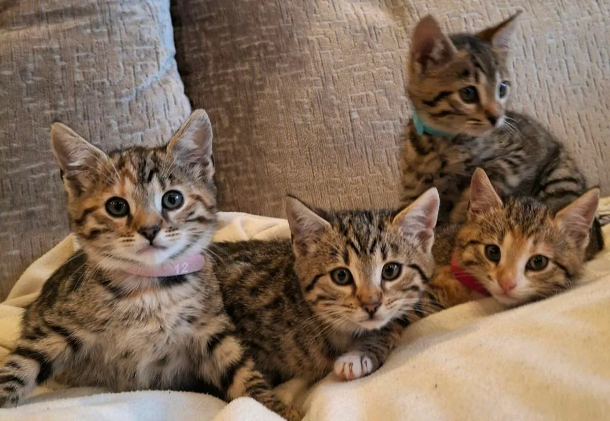 Bengal kittens - Image 1