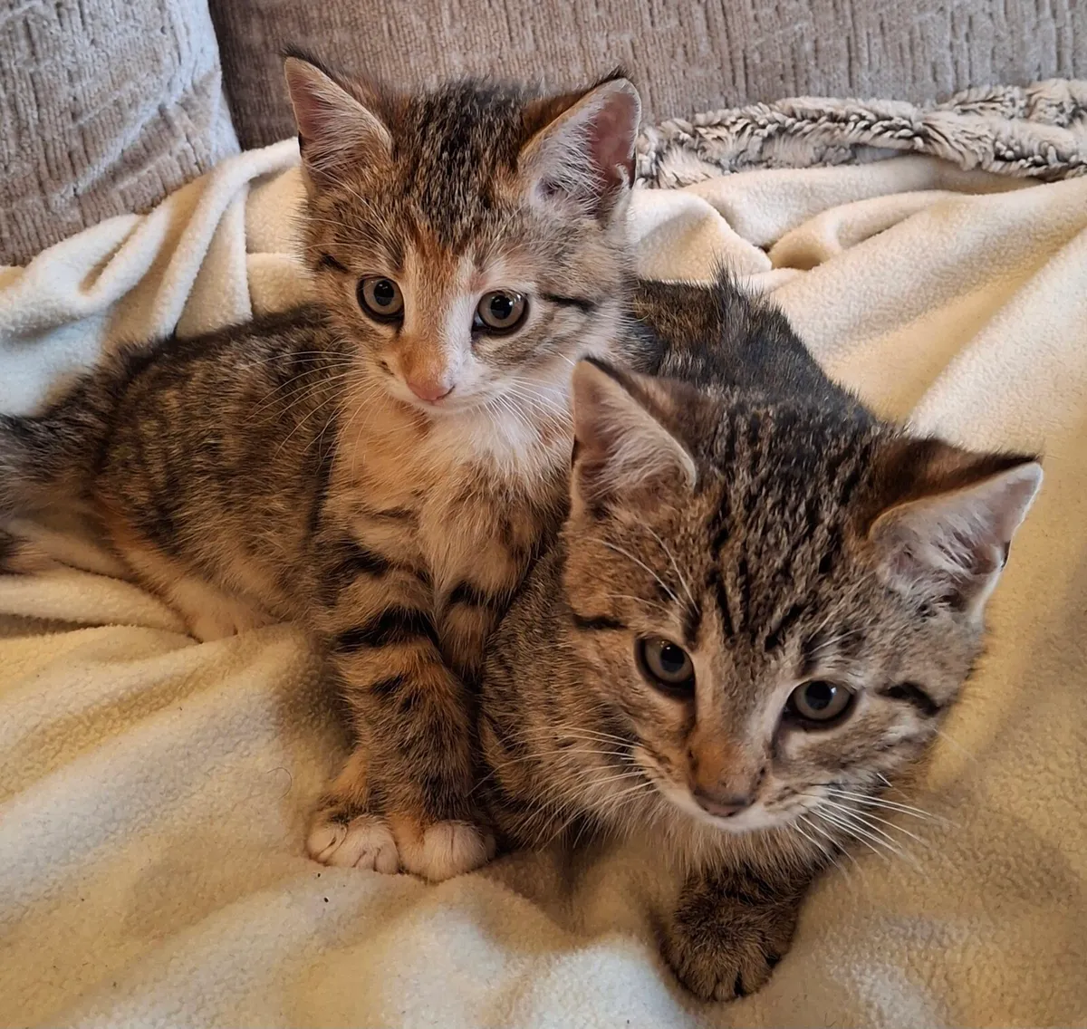 Bengal kittens - Image 2