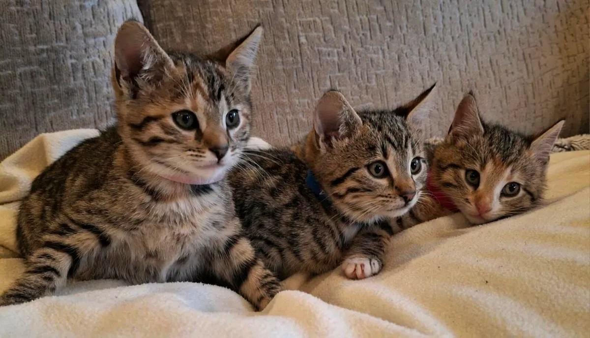 Bengal kittens - Image 3