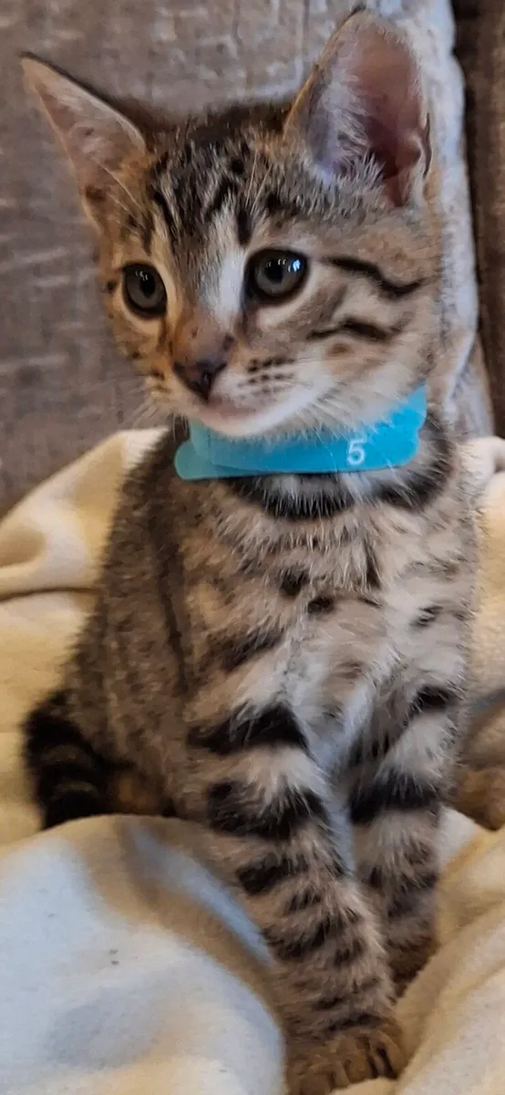 Bengal kittens - Image 4