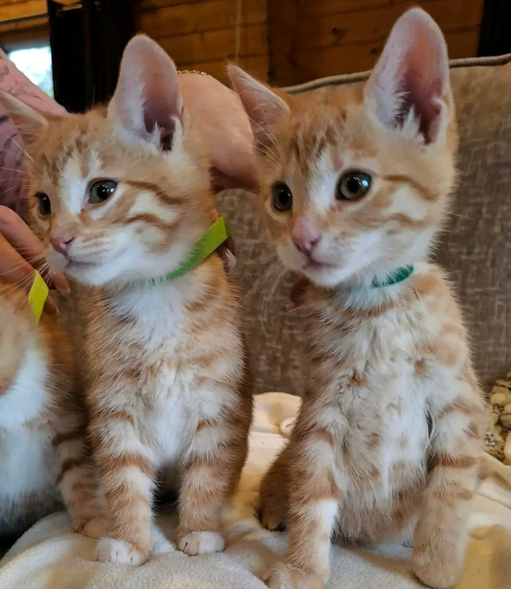 Bengal kittens for sale - Image 4