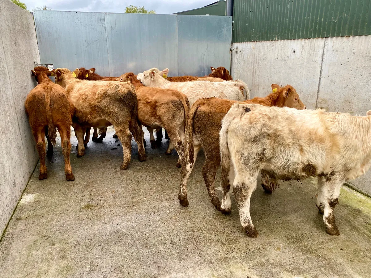 10 Cheap DONEGAL Continental Bulls - Image 3