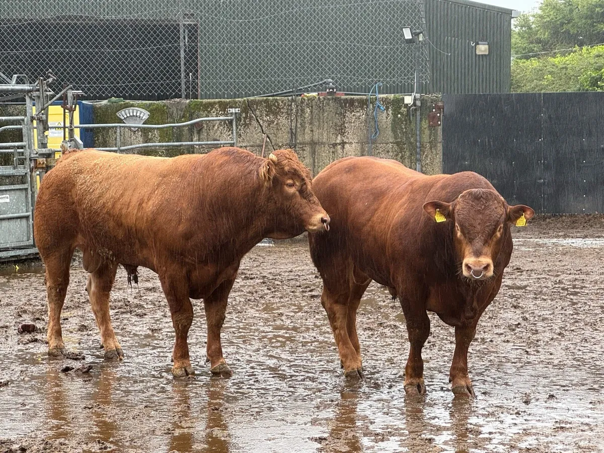 9 Pedigree Limousin & Simmental Bulls - Image 2