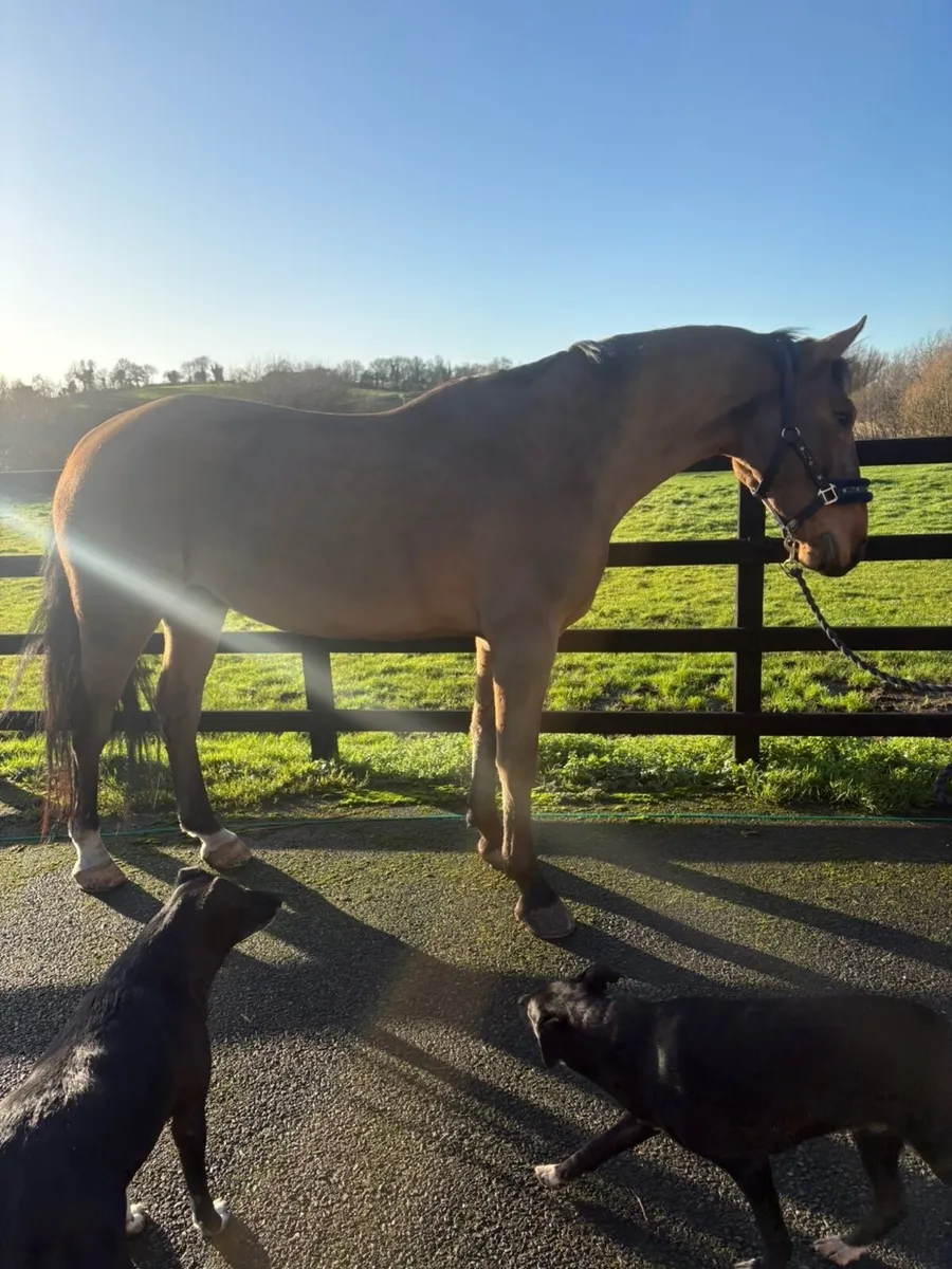 148, Jumper/Allrounder type - Image 4